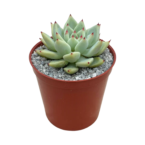 Echeveria Cuspidata Hybrid (Bare Rooted)