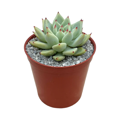 Echeveria Cuspidata Hybrid (Bare Rooted)