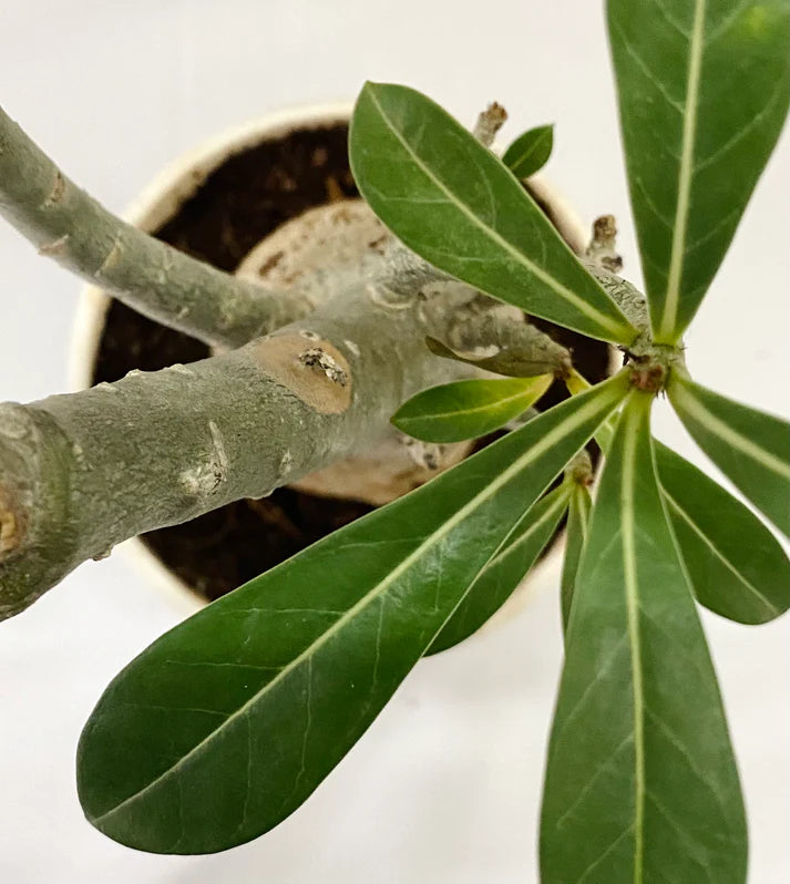 Adenium Hybrid Grafted - Desert Rose ( Yellow Flower)