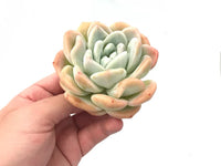 Hybrid Icy Green Echeveria (Bare Rooted) - plant store® 