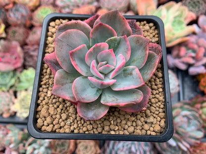 Echeveria Pink Harin Bare Rooted