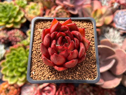 ECHEVERIA 'RUBRA' Bare Rooted