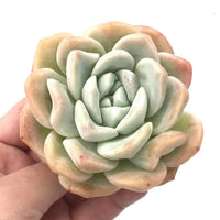 Hybrid Icy Green Echeveria (Bare Rooted) - plant store® 