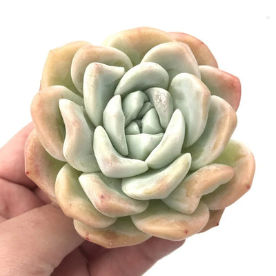 Hybrid Icy Green Echeveria (Bare Rooted)