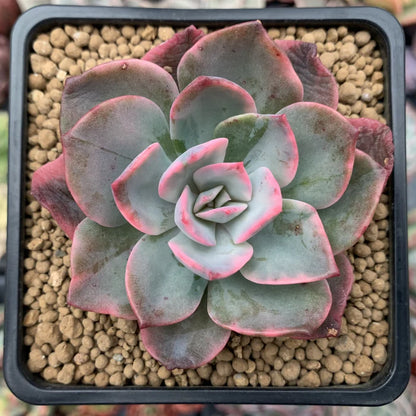 Echeveria Pink Harin Bare Rooted