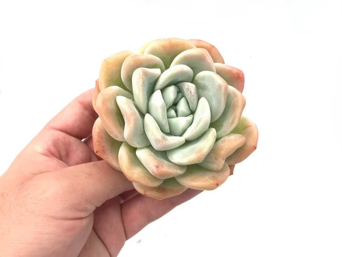 Hybrid Icy Green Echeveria (Bare Rooted) - plant store® 