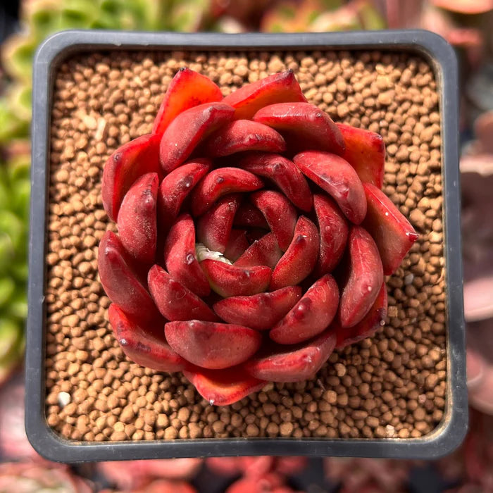 ECHEVERIA 'RUBRA' Bare Rooted