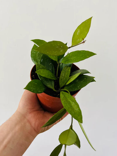 Hoya Memoria - Caramel Hoya (Bare Rooted)