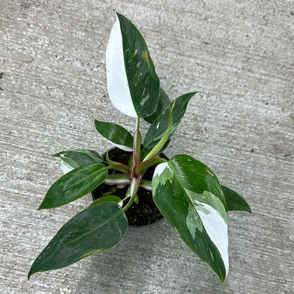 Royal Philodendron Trio