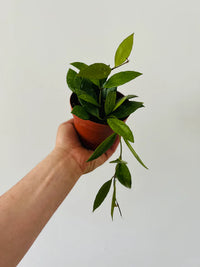 Hoya Memoria - Caramel Hoya (Bare Rooted) - plant store® 