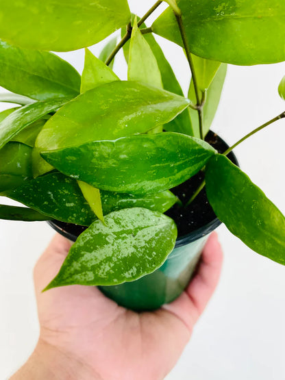 Hoya Memoria - Caramel Hoya (Potted)