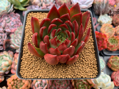 ECHEVERIA 'RUBRA' Bare Rooted