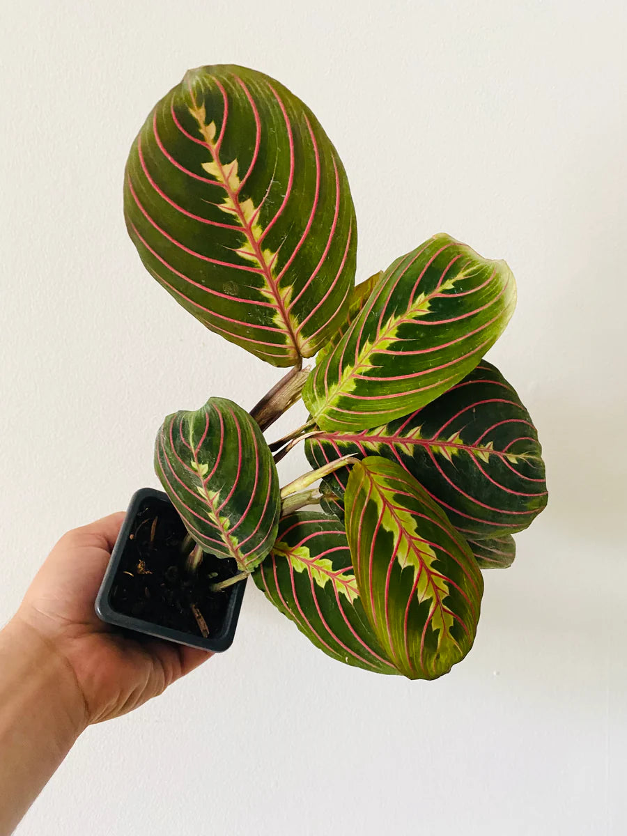 Maranta Leuconuera Red or Prayer Plant - plant store® 