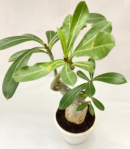 Adenium Grafted Hybrid Or Desert Rose (Red Flower)