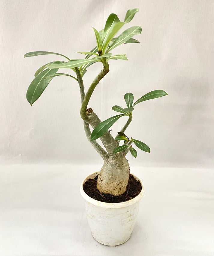 Adenium Grafted Hybrid Or Desert Rose (Red Flower)