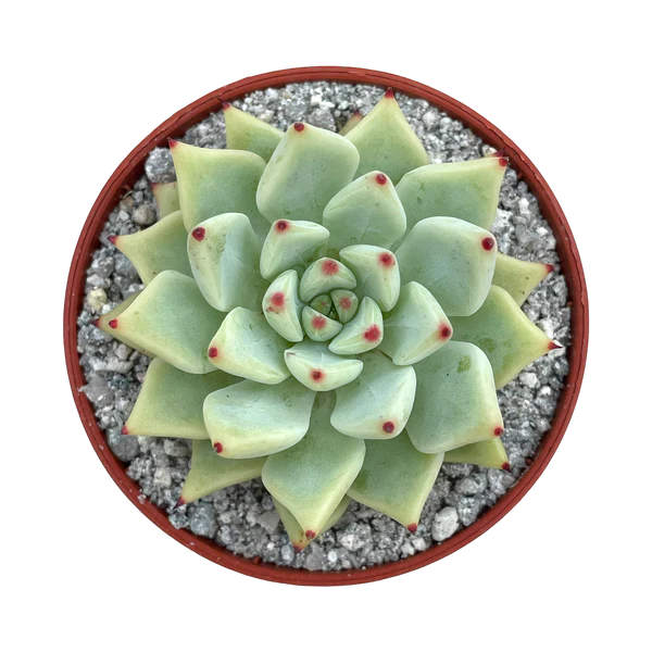 Echeveria Cuspidata Hybrid (Bare Rooted)