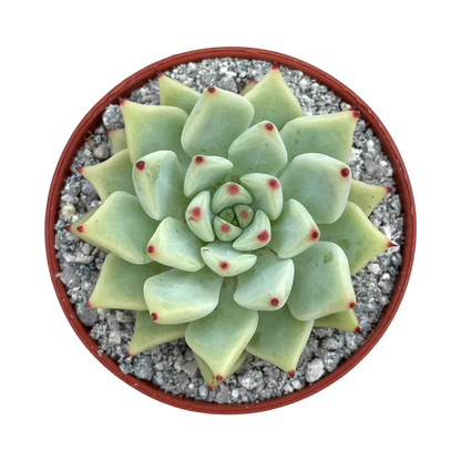 Echeveria Cuspidata Hybrid (Bare Rooted)