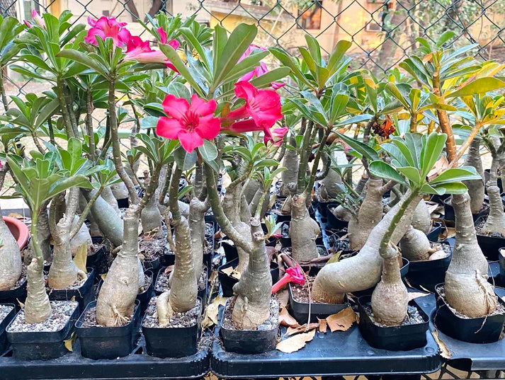 Adenium Grafted Hybrid Or Desert Rose (Red Flower)