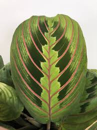 Maranta Leuconuera Red or Prayer Plant