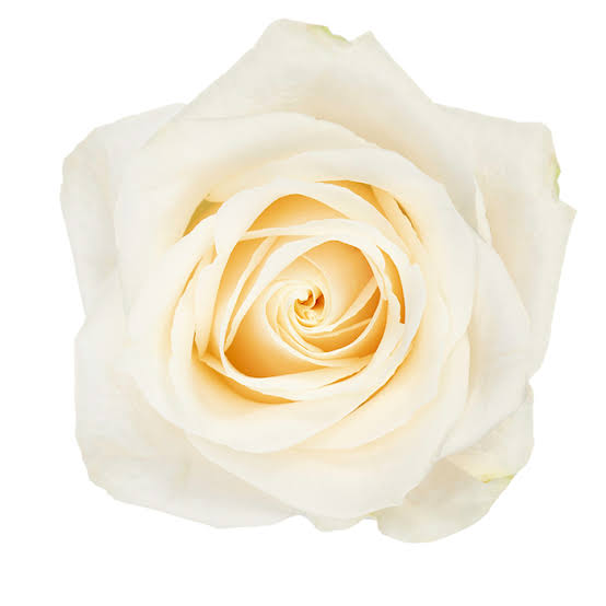 Hybrid Rose Plant