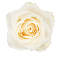 Hybrid Rose Plant