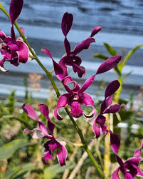 Dendrobium King Ceasar (Blooming Size)