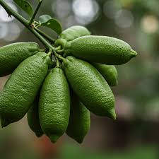 Finger Lemon (Nimbu) Grafted Tree