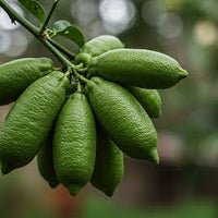 Finger Lemon (Nimbu) Grafted Tree
