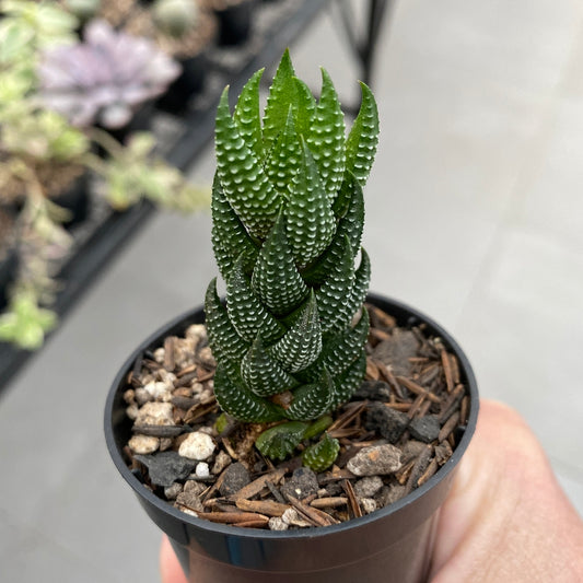 Haworthia Coarctata Succulent with Pot