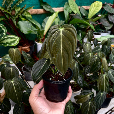 Philodendron Melanochrysum Melano - Rare