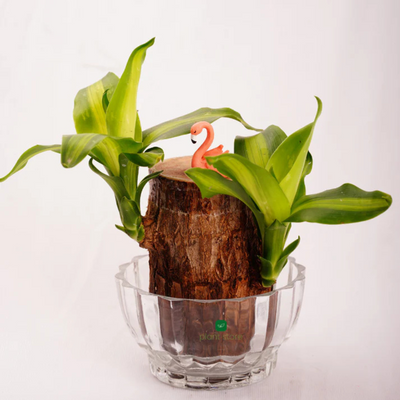 Brazilian Wood Plant - Imported (Bloomed)