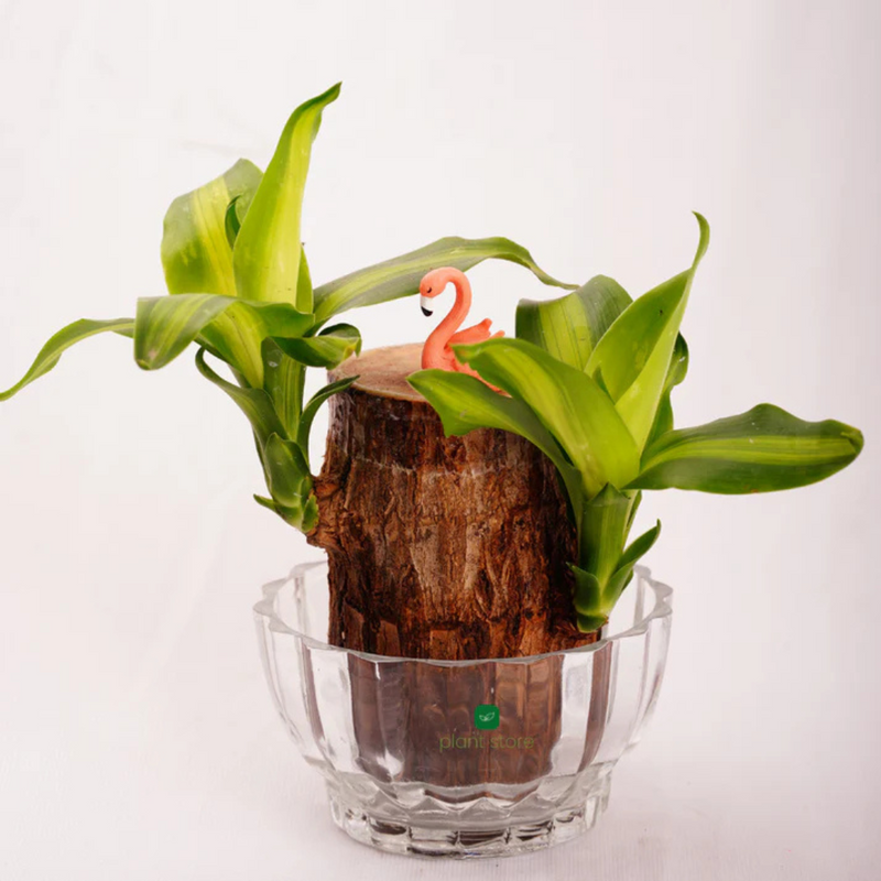 Brazilian Wood Plant - Imported (Bloomed)