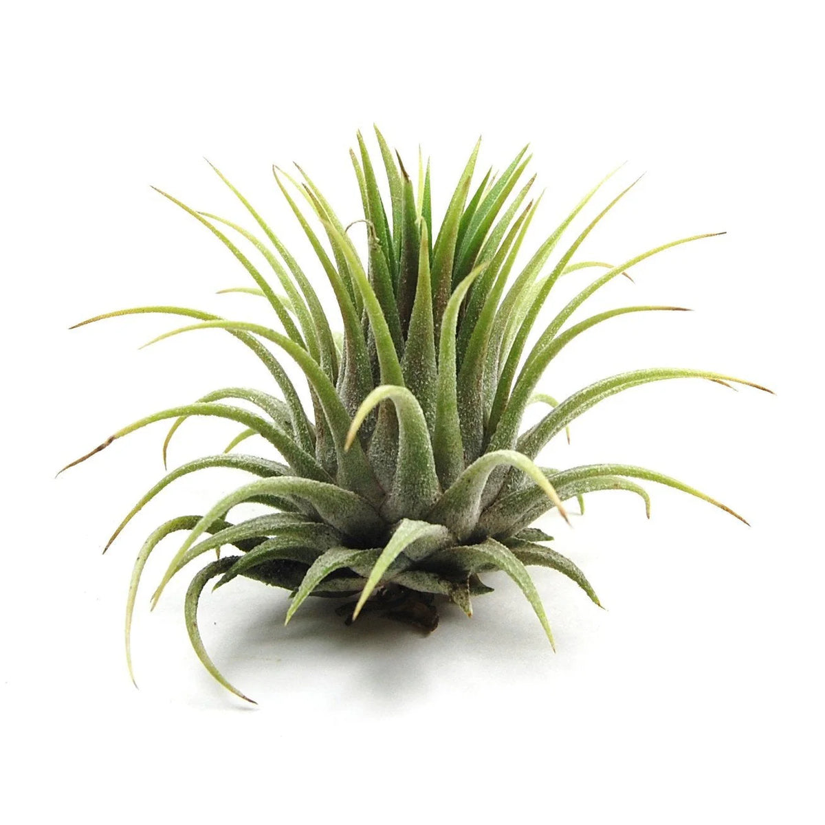 Tilandensia Ionantha Air Plant - plant store® 
