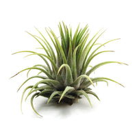 Tilandensia Ionantha Air Plant - plant store® 