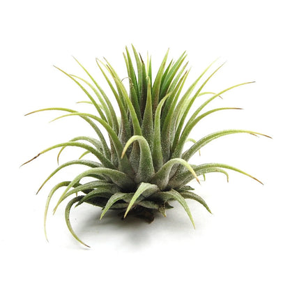 Tilandensia Ionantha Air Plant