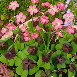 Oxalis Bulbs