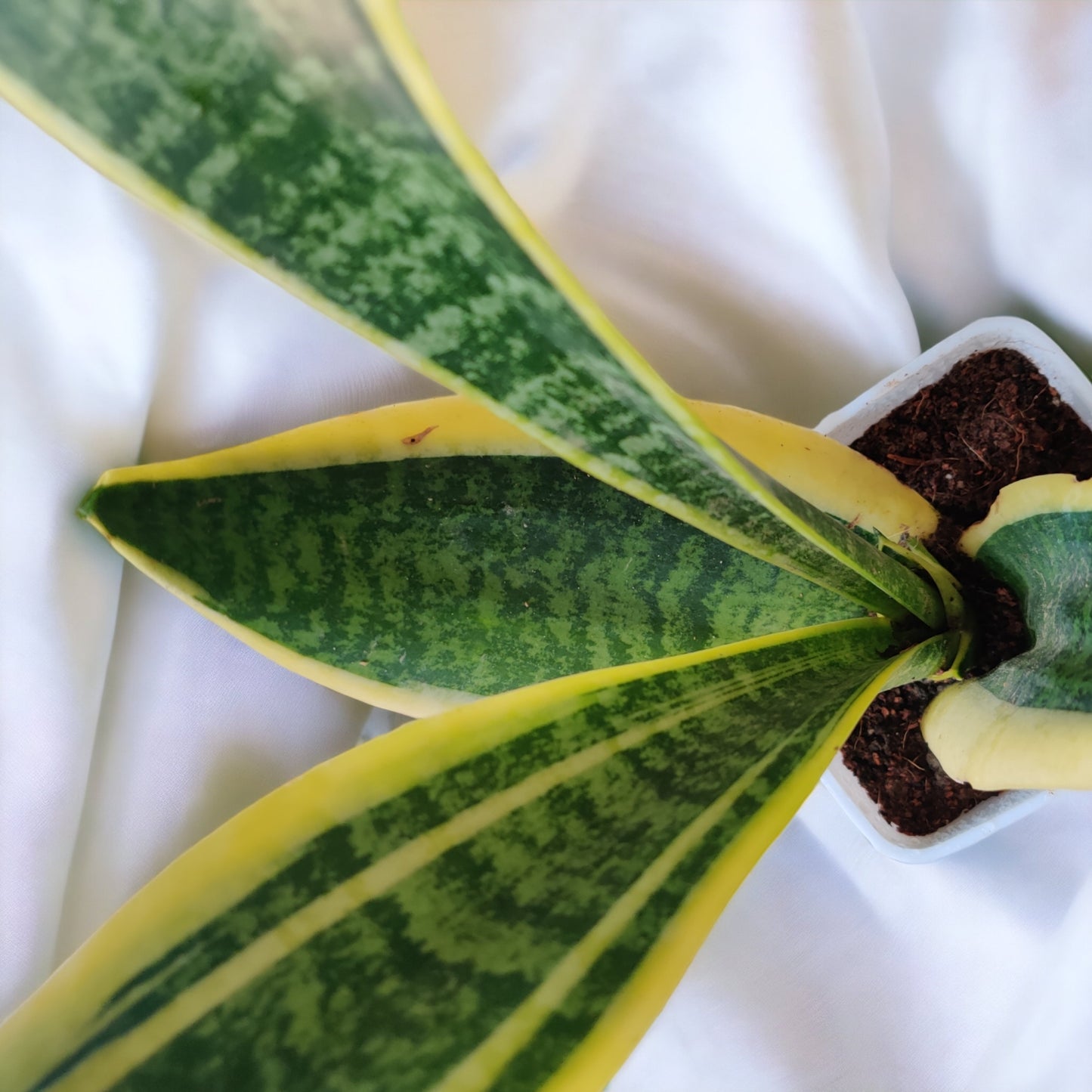 Snake Plant (Sansevieria Laurentii)