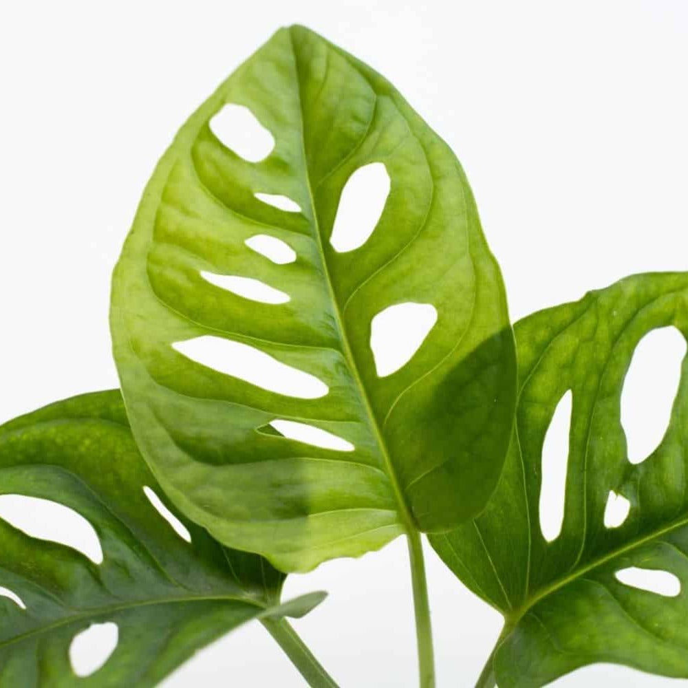 Monstera Adansonii, Swiss Cheese Vine - plant store® 