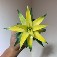 Dyckia Moonglow Bare Rooted (Brazil Imported) Rare - plant store® 
