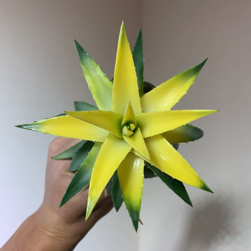 Dyckia Moonglow Bare Rooted (Brazil Imported) Rare - plant store® 