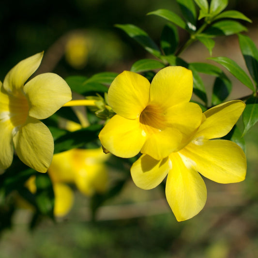 Allamanda Creeper ( Yellow Flower )