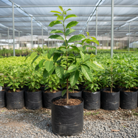 Jaiphal Grafted Tree
