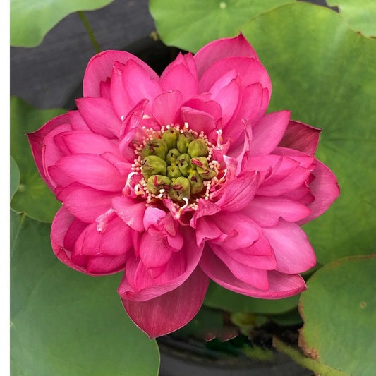 Love Beat Lotus Tuber
