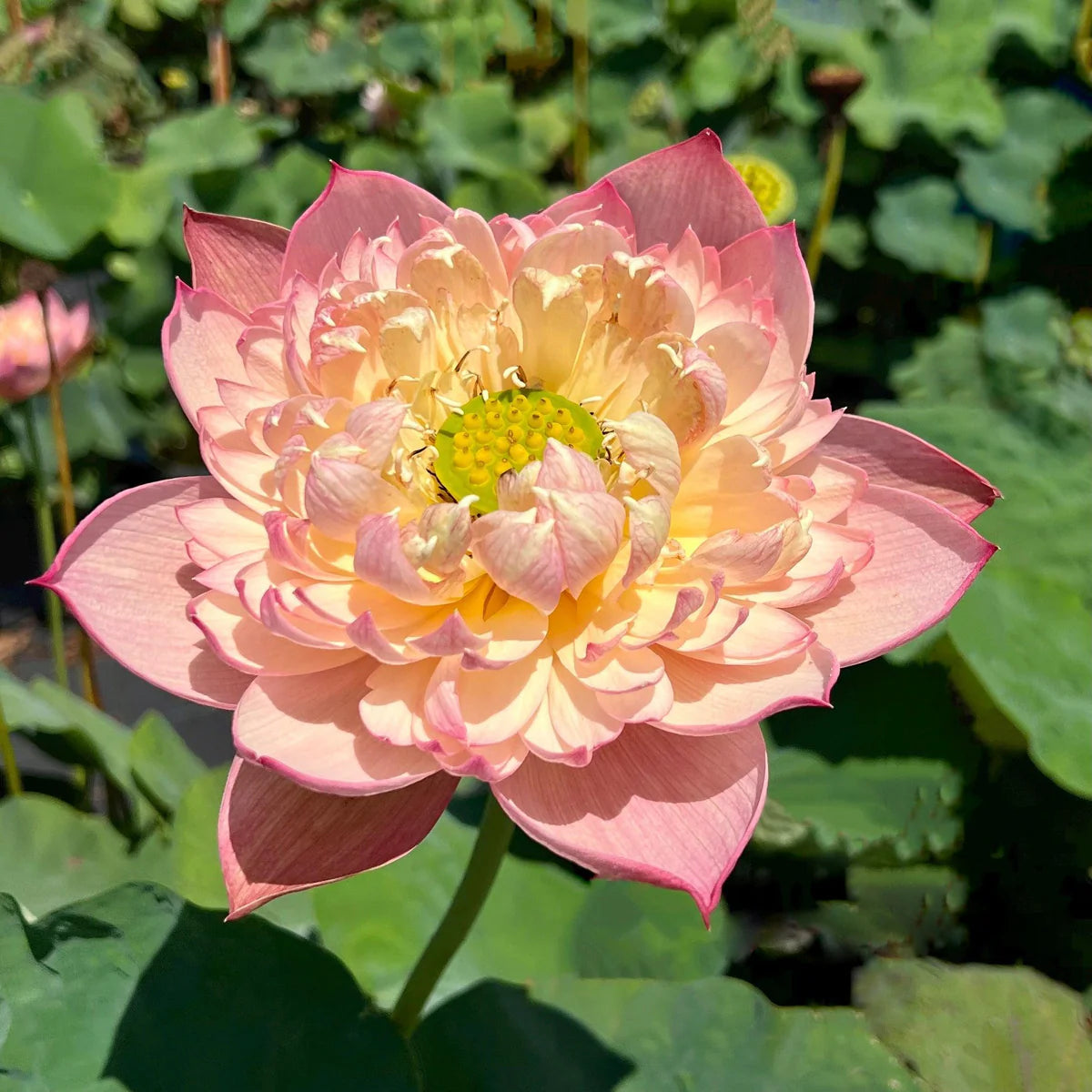 Jin se Luminous Lotus Tuber