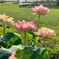 Jin se Luminous Lotus Tuber