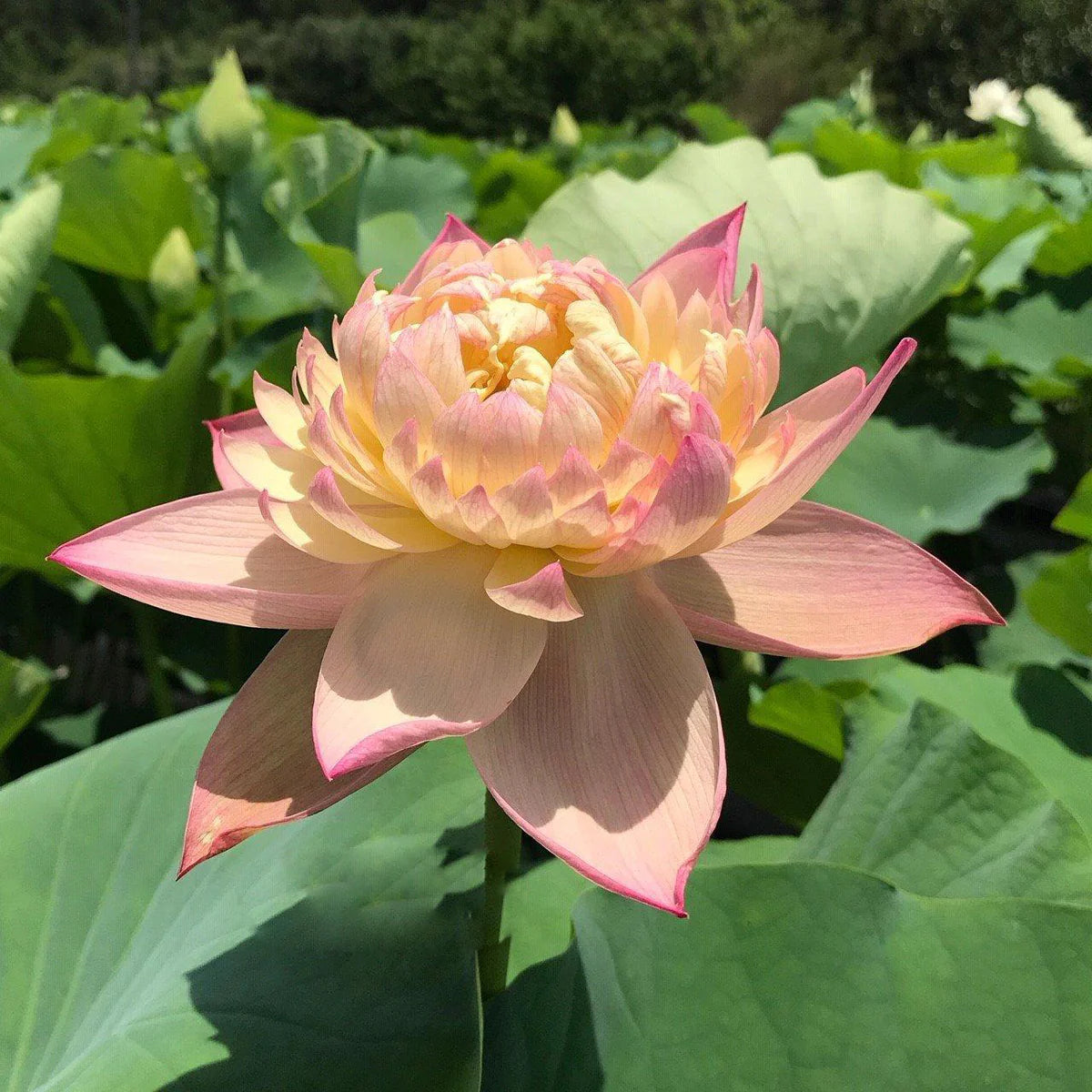 Jin se Luminous Lotus Tuber