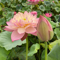 Jin se Luminous Lotus Tuber