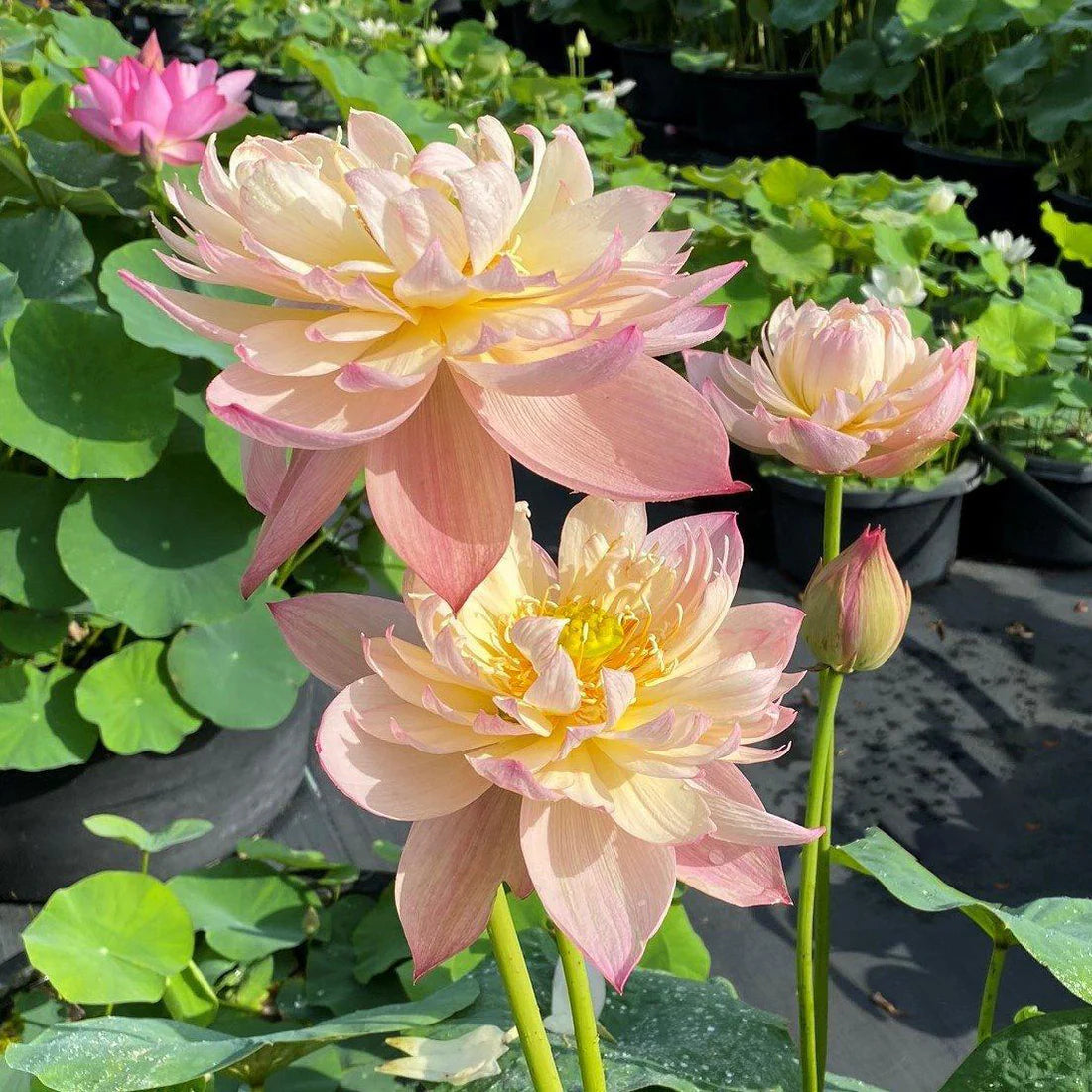 Jin se Luminous Lotus Tuber