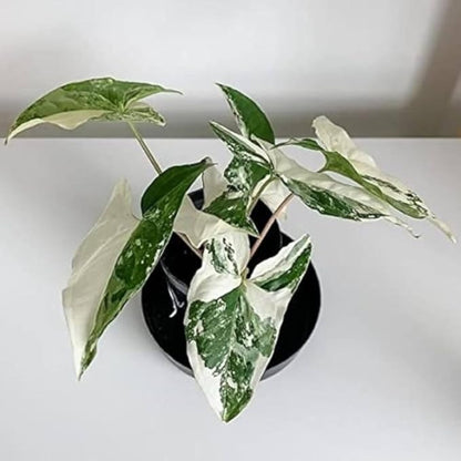 Syngonium Albo Variegated