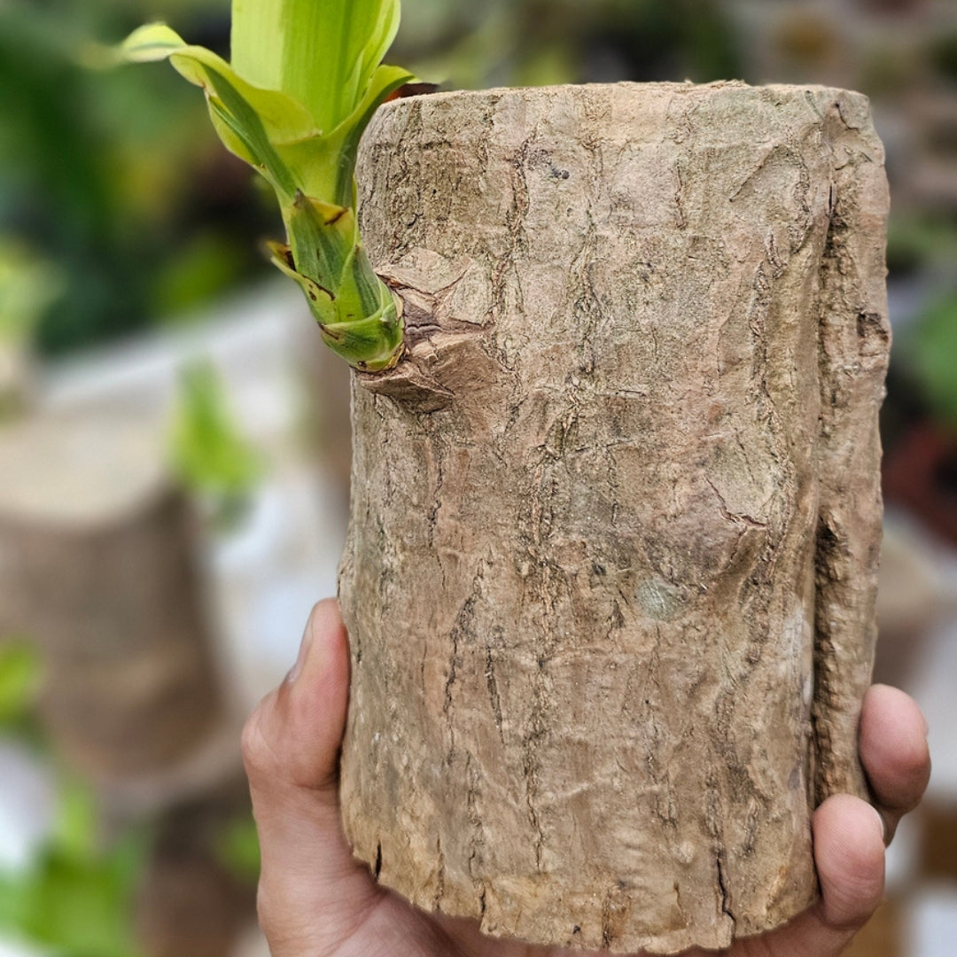 Brazilian Wood Plant - Bloomed Plant